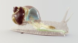 Helix pomatia anatomy, snail, edible_snail