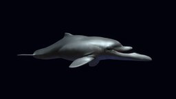 Semirostrum ceruttii WIP dolphin, ocean, reconstruction, fossil, porpoise