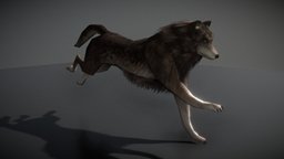 Wolf with Animations cycle, rig, fur, run, game-ready, blender-3d, walkcycle, idle, aninations, runcycle, idle-animation, 3dhaupt, dennish2010, wolf-run, wolf-walk, 3d-wolf, low-poly, blender, blender3d, walk, animation, wolf, rigged, noai