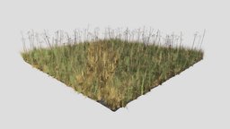 Meadow Patch Dry St Johns Wort dae, plant, grass, organic, flower, st, cover, ground, pack, obj, 4k, weed, herb, patch, fbx, john, realistic, nature, dry, png, meadow, wort, blender, pbr, cycles