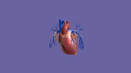 Corazón anatomy, heart, educational, humano, medicina, colegio, corazon, sistema, cuerpo, educacional, human, circulatorio