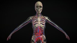 Circulatory System With Skeleton Female skeleton, xray, woman, veins, arteries, circulatory-system, character, female, medical