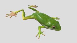 Frog vfx, assets, animals, frog, props, amphibians, animal