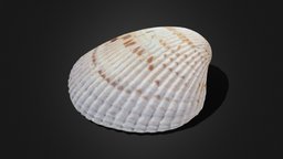 Seashell seashell, beach, gulf, photogrammetry