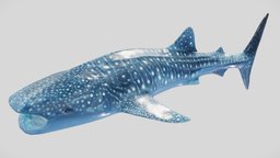Whaleshark shark, fish, white, underwater, dolphin, ocean, whale, sperm, humpback, whaleshark, spermwhale, animal, sea