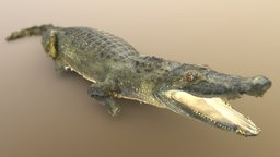 Черный кайман | Black caiman caiman, krokodil, anmals