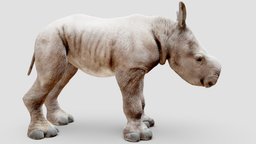 Baby White Rhino Animal static pose. one of five rhinoceros, animal