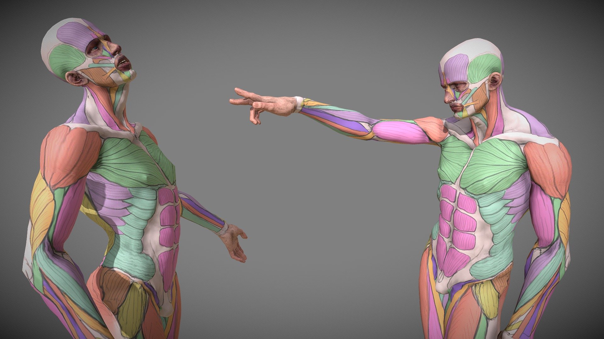 Anatomy study made for study anatomy, and help illustrators, painters, animators to understand the direction of the muscles. \n\nThe file attached is a fully rigged movable and animable to make all the posses you want, with the texture set you see in the picture. \n\nThe format of the attached file is a Blend, and the rigging it's  made with riggify, so it's pretty simple to use. \n\nYou can see the file details is this video:  https://youtu.be/fdTZQUDW2zw\n\nThankyou!