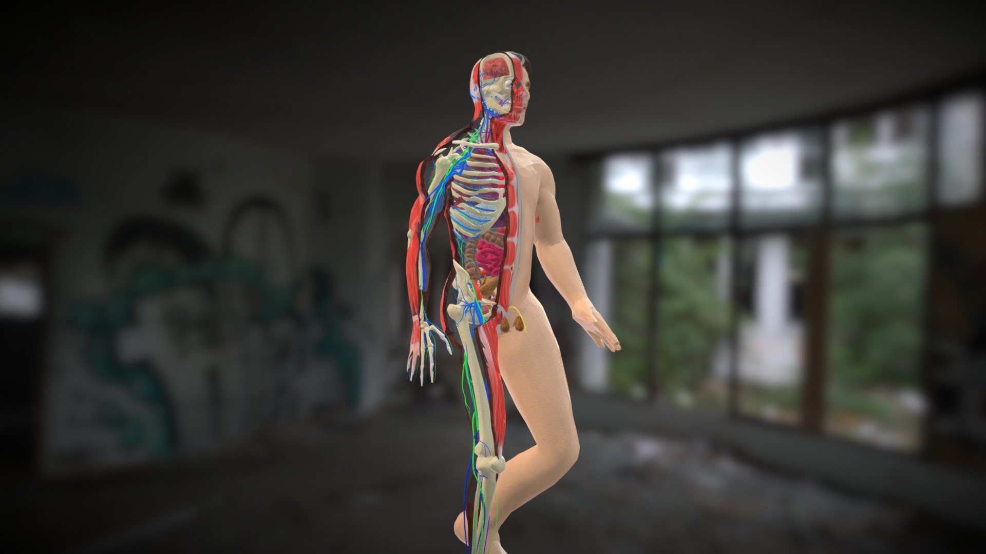 Animation Dissection Male Anatomy Systems: &ndash;  This is an animation of the dissected human body, including: skin muscles bones organs nervous system circulatory system.
This human anatomy system contains a united dissection &hellip; but separated into leyers, also if you do a search among our models, you will find similar to this one, but more separated leyers.
