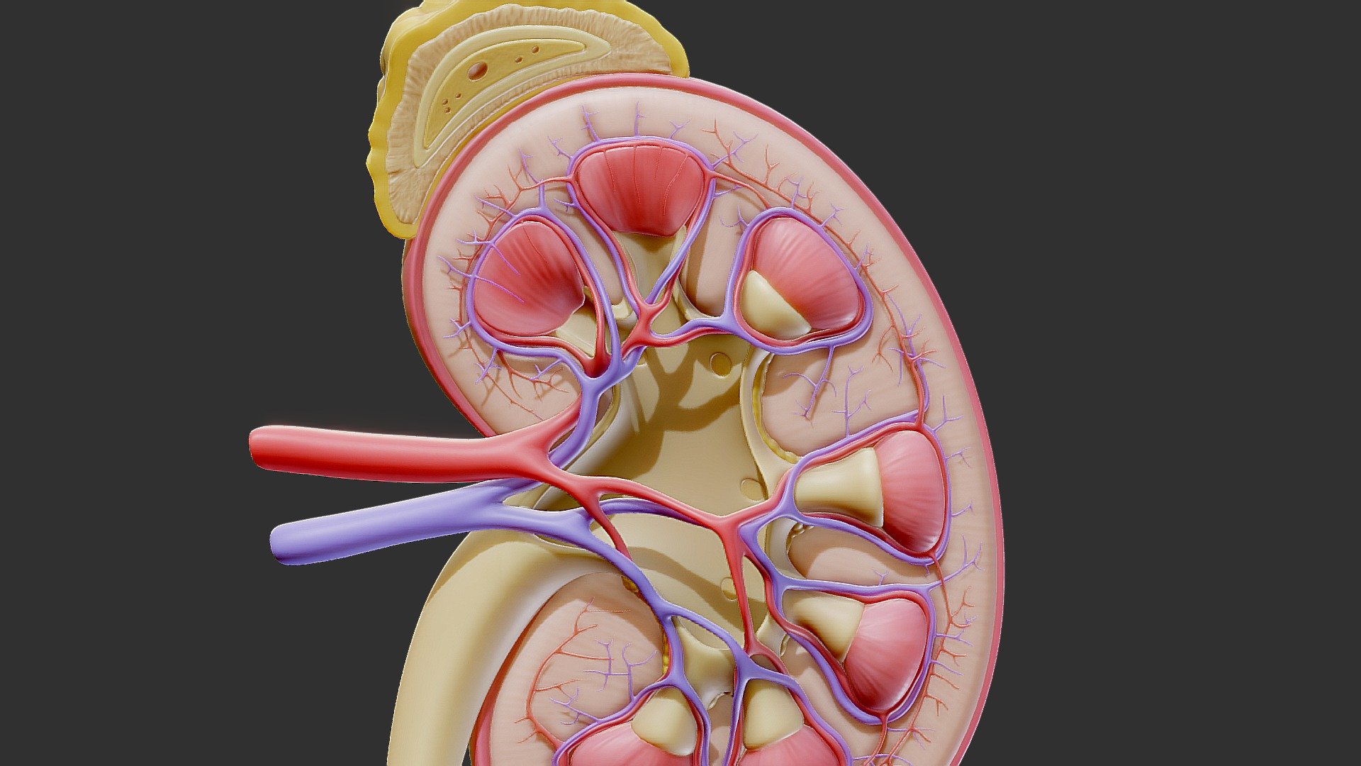 Originally modeled in Zbrush 2020 and Cinema 4D R 24\nFinal images rendered with Marmoset 4\n\n\n\nAdvanced Format C4D\nOther Format OBJ STL 3DS FBX + Scene Render Marmoset 4\n\n\n\nMaps for Kidney Anatomy\n\n\n\n\nBaseColor\n\nMetallic\n\nRoughness\n\nNormal\n\nAmbient Occlusion Map\n\n\n\nSCALE:\n- Model at world center and real scale:\n       Metric in centimeter\n       1 unit = 1 centimeter\n\n\n\nTexture resolution 2048x2048\nTexture format PNG\n\n\n\nPoly Count :\nPolygon Count - 506522\nVertex Count - 253249\nNo N-Gons