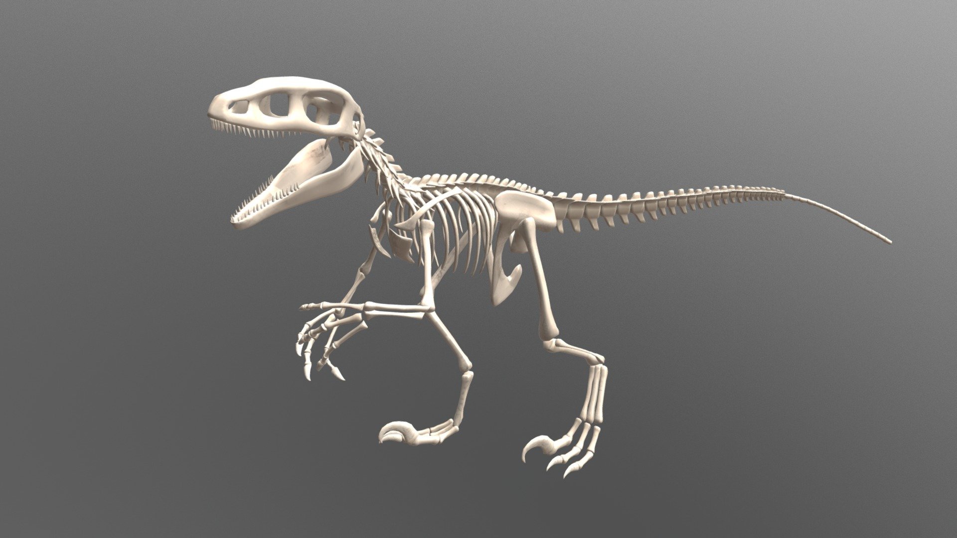 Anatomically based carnivore dinosaur skeleton is a part of X-Muscle System distributed as an X-Muscle System Anatomy Bundle  -link removed-
