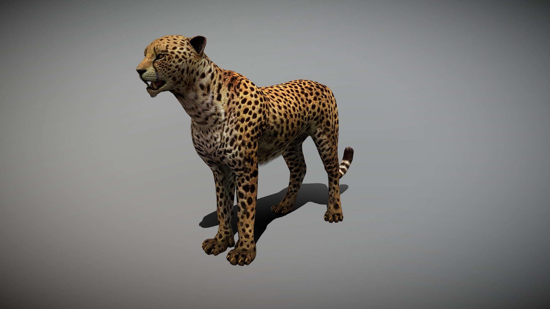 WATCH = https://youtu.be/OS6QBL5oyG8
3D Cheetah Realistic Character


PACKAGE INCLUDE



High quality model, correctly scaled for an accurate representation of the original object

High Detailed Photorealistic Cheetah, completely UVmapped and smoothable

Model is built to real-world scale.

Many different format like blender, fbx, obj, iclone, dae

Separate Loopable Animations

Ready for animation

High Quality materials and textures

Triangles = 4876

Vertices = 2605

Edges = 7445

Faces = 4876


ANIMATIONS



Idle

Sit

Walk

Run

Eat

Attack 1

Attack 2

Jump

+Many different 3d Print Poses


NOTE



GIVE CREDIT BILAL CREATION PRODUCTION

SUBSCRIBE YOUTUBE CHANNEL = https://www.youtube.com/BilalCreation/playlists

FOLLOW OUR STORE = https://sketchfab.com/bilalcreation/models

LIKE AND GIVE FEEDBACK ON THE MODEL


CONTACT US                 =  https://sites.google.com/view/bilalcreation/contact-us

ORDER \ DONATION   =  https://sites.google.com/view/bilalcreation/order