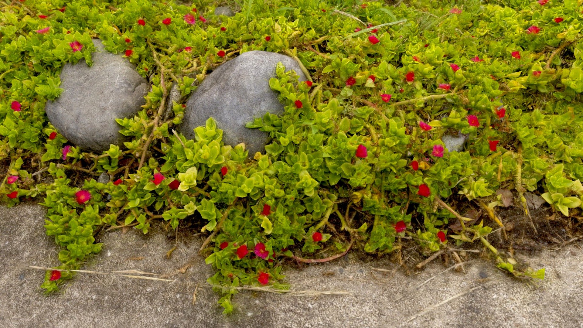 Baby Sun Rose (Mesembryanthemum cordifolium)  is a succulent perennial plant. 
It does not die in winter. Its chrysanthemum-like red flowers bloom from summer to autumn.
Environmental sounds recorded in the field are included.

Created with Metashape from 279 photos.


AgisoftNatureChallenge