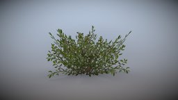 Game ready bush plants, bush, bushes, gardening, low-poly-model, gamereadyasset, lowpoly, gameasset, gameready, environment