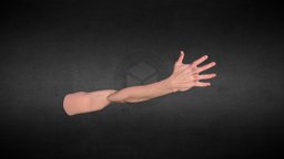 Arm anatomy Reference - Sketch sculpt, anatomy, arm, sketch, mano, reference, brazo, anatomy-human, reference_model, texture, human, male, hand