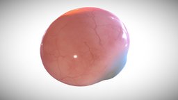 Eye full section week eight organ, eye, anatomy, eyeball, fetus, embryology, fetal, opthalmology, ebers, modeling, 3d, full_section