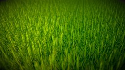 Green Field tree, green, tall, grass, shadow, alpha, dead, big, mask, yellow, shadows, bloom, masked, texture, light