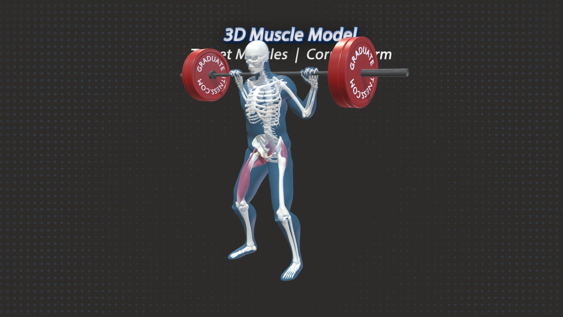 The Barbell Squat Muscles &amp; Anatomy 3D Model Designed For GraduateFitness.Com

1.Gluteus Maximus

The large Glute muscles extend the hip joint during the squat.

When the Glute max contracts it essentially pulls your femur (upper leg) back in line with your pelvis.

The Glute Max is one of the primary muscles responsible for this motion making it a primary mover of the squat exercise.

2.Quadriceps femoris (Quads)

The Quadriceps Femoris is the large 4 head muscle group at the front of your thigh.

This group of muscles is responsible for knee extension. (Taking the leg from a bent knee position back to a straight leg position)

3.Rectus Femoris.

The Rectus Femoris is the only muscle head of the Quads that crosses over the hip joint and attaches onto the Pelvis.

**See Annotations for more information. **