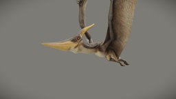 Pteranodon Longiceps flying, b3d, wings, reptile, pterosaur, cretaceous, pterodactyl, pteranodon, flying_cycle, longiceps, blender, blender3d, creature, animal, animation, animated, prehistoric, dinosaur, noai