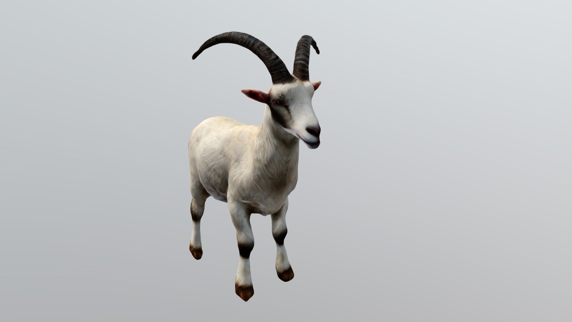 Amazing white goat.
Adding a donate system to my Sketchfab account! Your support means the world to me as an artist and content creator. If you enjoy my work and would like to help me continue creating more high-quality 3D models, you can now make a donation. Any amount is appreciated and will go directly towards covering the costs of software, hardware, and other resources needed for my creations. Thank you for your support and generosity!

visa card: 4023060221499493