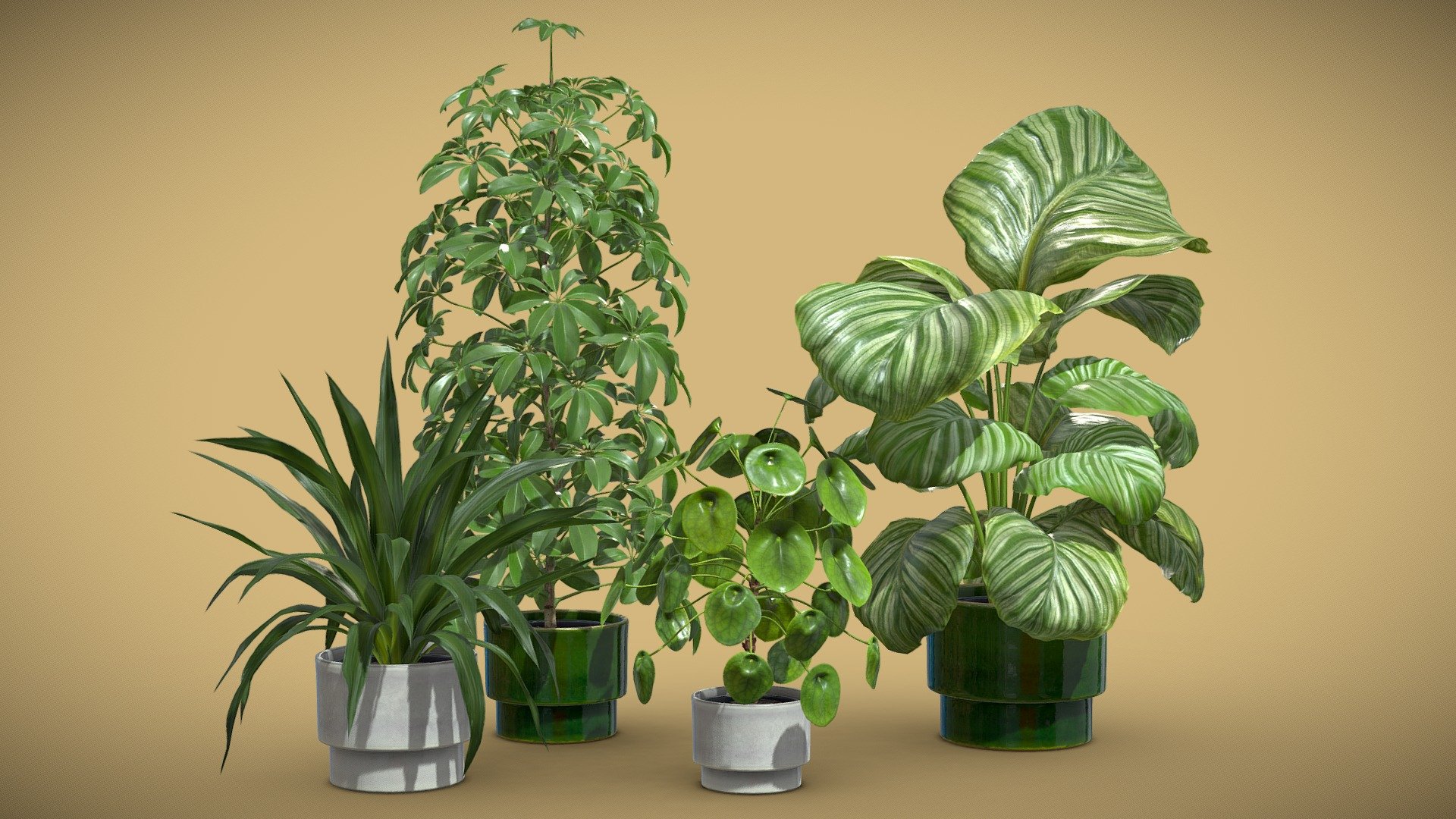 Indoor Plants Pack 50

This selection of indoor exotic plants will provide a level of detail that will take your visualizations to the next level.

Models can be subdivided for more definition.




Schefflera

Rhodea Japonica

Calathea Orbifolia

Pilea Peperomioides

4k Textures




Vertices  74 462

Polygons  61 855

Triangles 123 580
