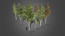 Tree Pack 2 (Low-Poly with LOD's) trees, tree, green, plant, plants, lod, vr, vegetation, realistic, nature, mobilegame, lods, vegitation, mobilegames, mobile-ready, atlastexture, low-poly, lowpoly, mobile, realistictree, vrtree