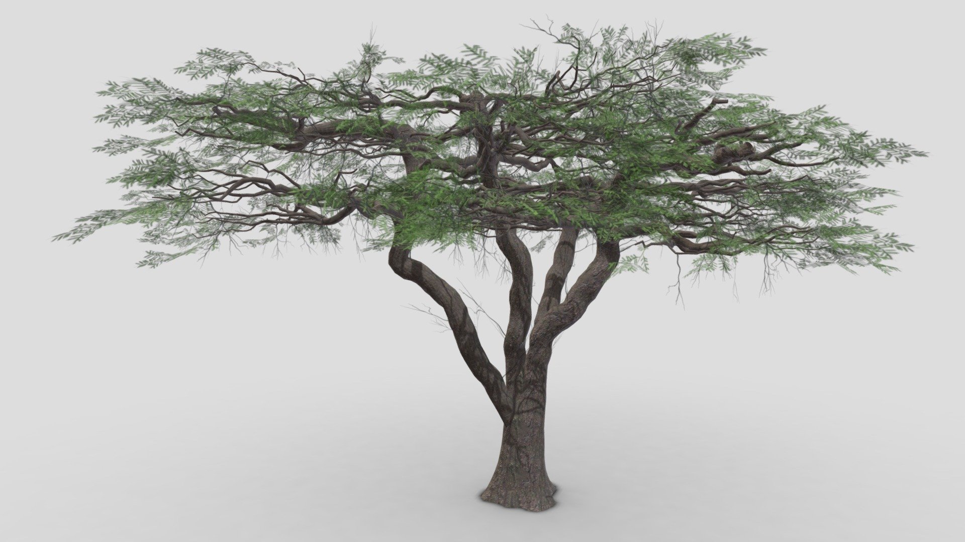 acacia, (genus Acacia), genus of about 160 species of trees and shrubs in the pea family (Fabaceae). Acacias are native to tropical and subtropical regions of the world, particularly Australia (where they are called wattles) and Africa, where they are well-known landmarks on the veld and savanna.