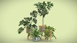 Indoor Plants Pack 57 pot, tropical, hanging, indoor, exotic, potted, ceramic, fern, audrey, pothos, nidus, monstera, ficus, wood, interior, swisscheese, deliciosa, asplenium