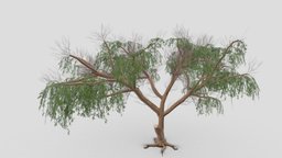 Prosopis Tree- 11 prosopis, 3d-prosopis, lowpoly-prosopis
