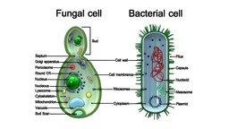 Bacteria and fungal yeast education, science, microorganism, 3dsmax, microscopic3d