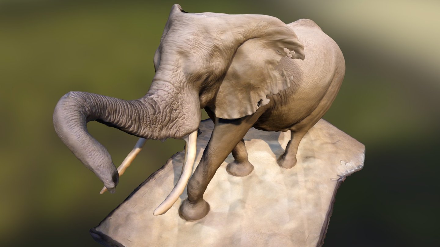 The elephant in the rotunda at the National Museum of Natural History: 

&ldquo;The new installation incorporates the latest scientific information about these magnificent but endangered animals. Explore the evolution of elephants, discover insights into elephant behavior, and learn about the conservation challenges that threaten today's wild elephants. A new visitor information desk has also been incorporated to make visits to the museum easier and more enjoyable. Come see the new installation now open to the public.