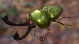 Lamprima adolphinae insect, bug, stagbeetel