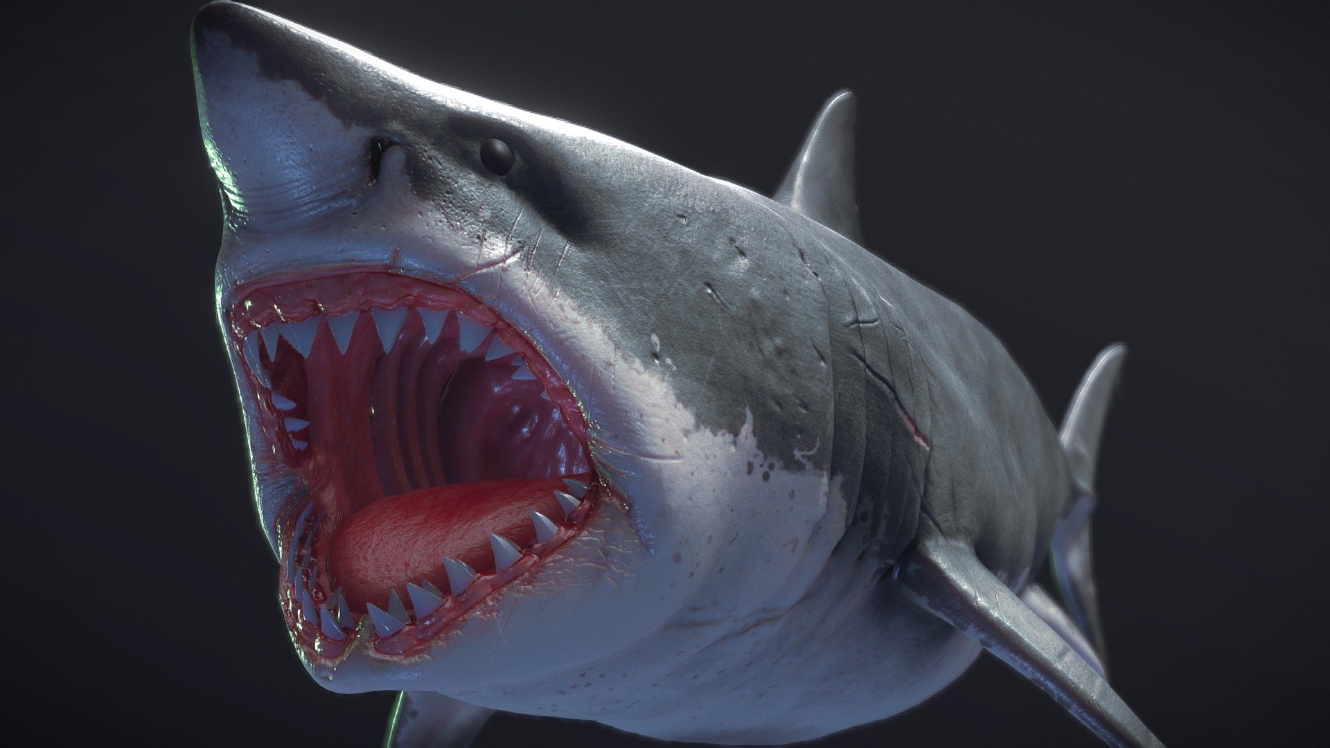 3D Model of a Great White Shark 

USAGE 
- This model is suitable for use in as low poly asset, intended for game/realtime/background use, etc
- The model is accurate with the real world size and scale




Model is built to real-world scale.

The model is accurate with the real world size and scale: length: 490 cm

Units used: cm
