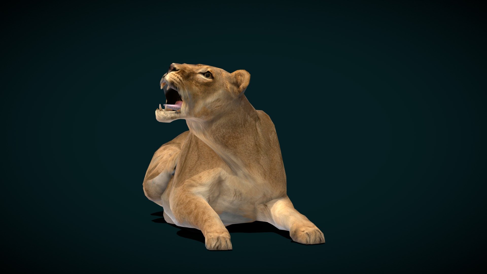 

Female Southern African lion  (Lioness) Endangered, Animalia

Panthera leo melanochaita Animal Mammal ( Indianapolis Zoo ,Indiana) Carnivora ,Felidae

1 Draw Calls

Lowpoly

Game Ready Asset

Subdivision Surface Ready

11 Animations

4K PBR Textures Materials

Unreal FBX (Unreal 4,5 Plus)

Unity FBX

Blend File 3.6.5 LTS

USDZ File (AR Ready). Real Scale Dimension (Xcode ,Reality Composer, Keynote Ready)

Textures Files

GLB File (Unreal 5.1 Plus Native Support)

Gltf File ( Spark AR, Lens Studio(SnapChat) , Effector(Tiktok) , Spline, Play Canvas,Omiverse ) Compatible

Triangles -8984

Faces     -4492

Edges     -9044

Vertices  -4570

Diffuse, Metallic, Roughness , Normal Map ,Specular Map,AO,

Panthera leo melanochaita is a lion subspecies in Southern and East Africa. In this part of Africa, lion populations are regionally extinct in Lesotho, Djibouti and Eritrea, and are threatened by loss &hellip;