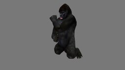 Gorilla monkey, forest, africa, chimp, chimpanzee, animals, wild, african, zoo, gorilla, wildlife, kingkong, baboon, animal