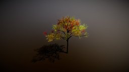 Acacia ( From "Tree It") tree