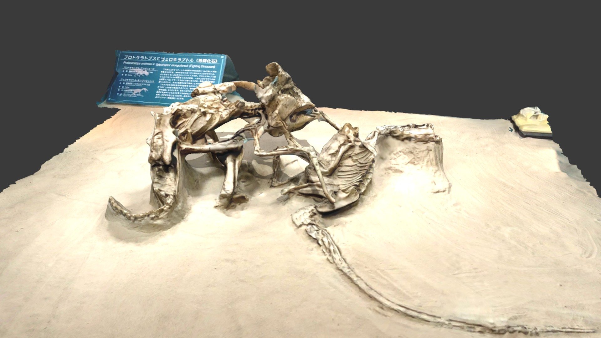 Fighting Dinosaurs (Velociraptor mongoliensis and Protoceratops andrewsi) at Kannamachi Dinosars Center