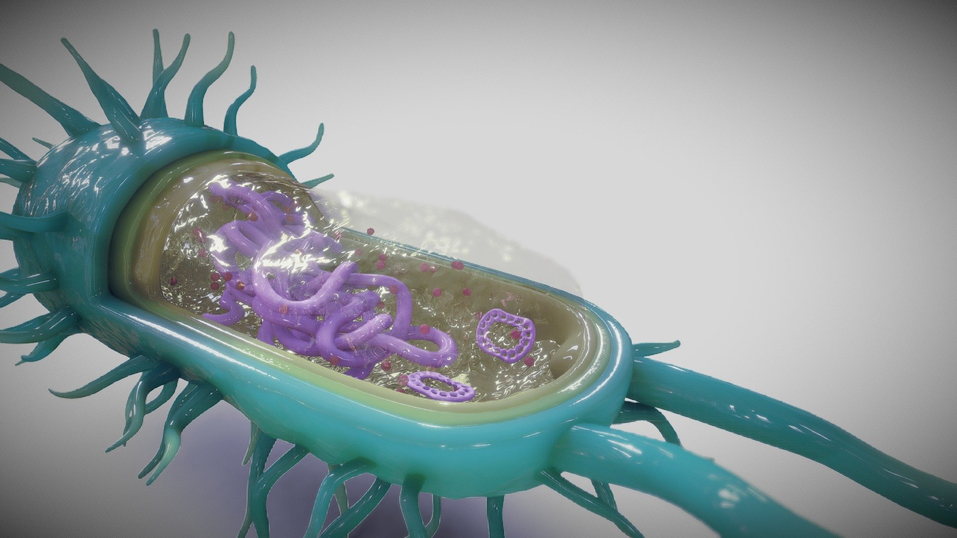 They are as unrelated to human beings as living things can be, but bacteria are essential to human life and life on planet Earth. Although they are notorious for their role in causing human diseases, from tooth decay to the Black Plague, there are beneficial species that are essential to good health.

The bacterium, despite its simplicity, contains a well-developed cell structure which is responsible for some of its unique biological structures and pathogenicity. Many structural features are unique to bacteria and are not found among archaea or eukaryotes. Because of the simplicity of bacteria relative to larger organisms and the ease with which they can be manipulated experimentally, the cell structure of bacteria has been well studied, revealing many biochemical principles that have been subsequently applied to other organisms.