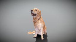 Golden retriever dog 23 beast, archviz, scanning, dog, pet, animals, mammal, puppy, domestic, midpoly, realistic, nature, canine, quality, realism, golden, furry, ukraine, labrador, golden-retriever, puppy-dog, qeen, photoscan, realitycapture, photogrammetry, lowpoly, scan, zbrush, animal, highpoly, deep3dstudio, scananimals, scandog, staywithukraine, saveukraine