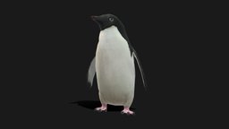 Adelie Penguin Low Poly Animated bird, penguin, vr, ar, zoo, arctic, idle, idleanimation, adelie-penguin, low-poly, lowpoly, animal, textured, rigged, gameready, adelie