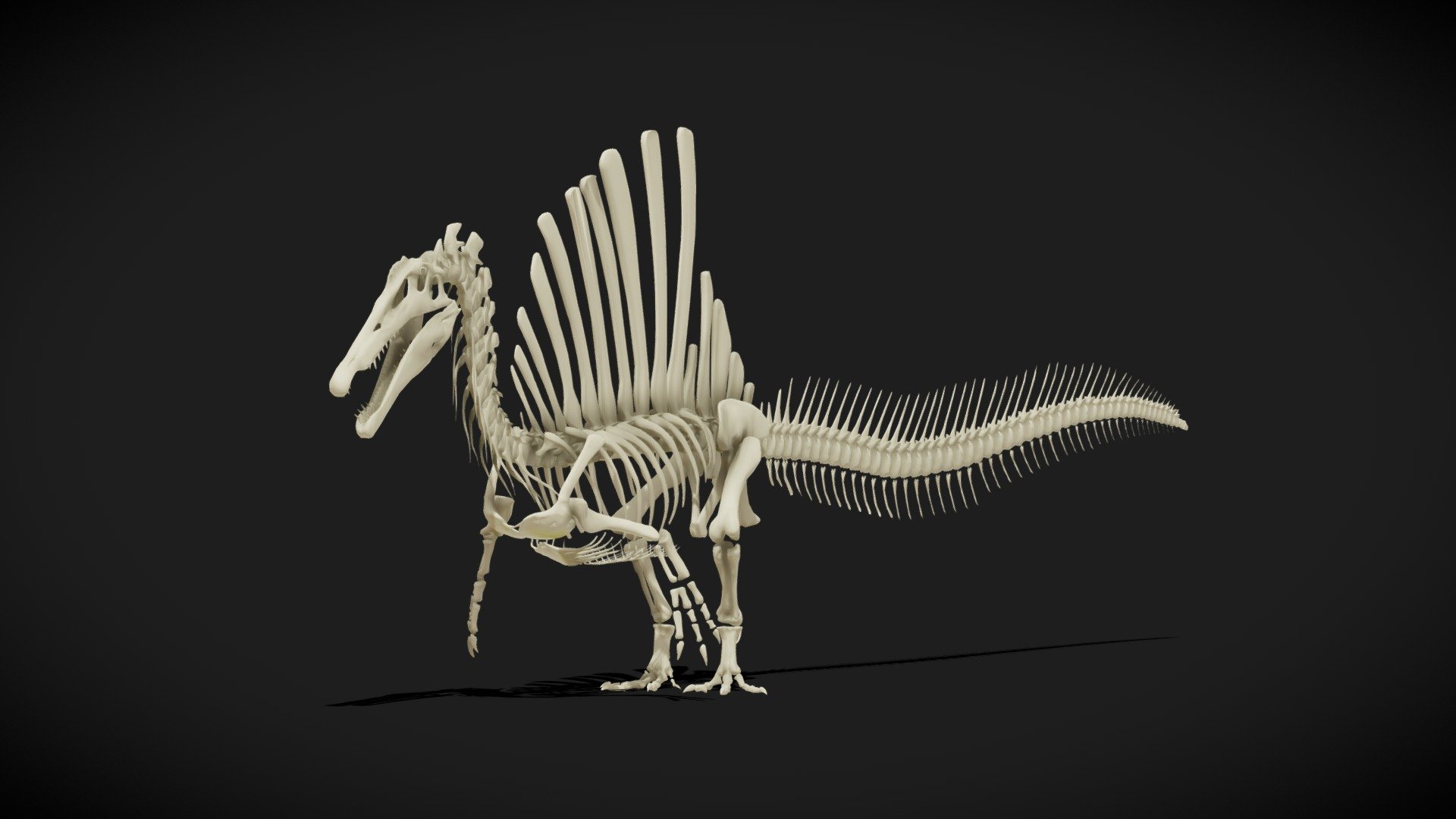 Spinosaurus aegyptiacus rigged skeleton



Skeleton partially based on the skeletal by GetAwayTrike of the paper by David W.E. Hone and Thomas R. Holtz, Jr. 
The skull and neck bones are partially based on Marco Auditore skeletal.

If you liked the model, please, leave a positive review!