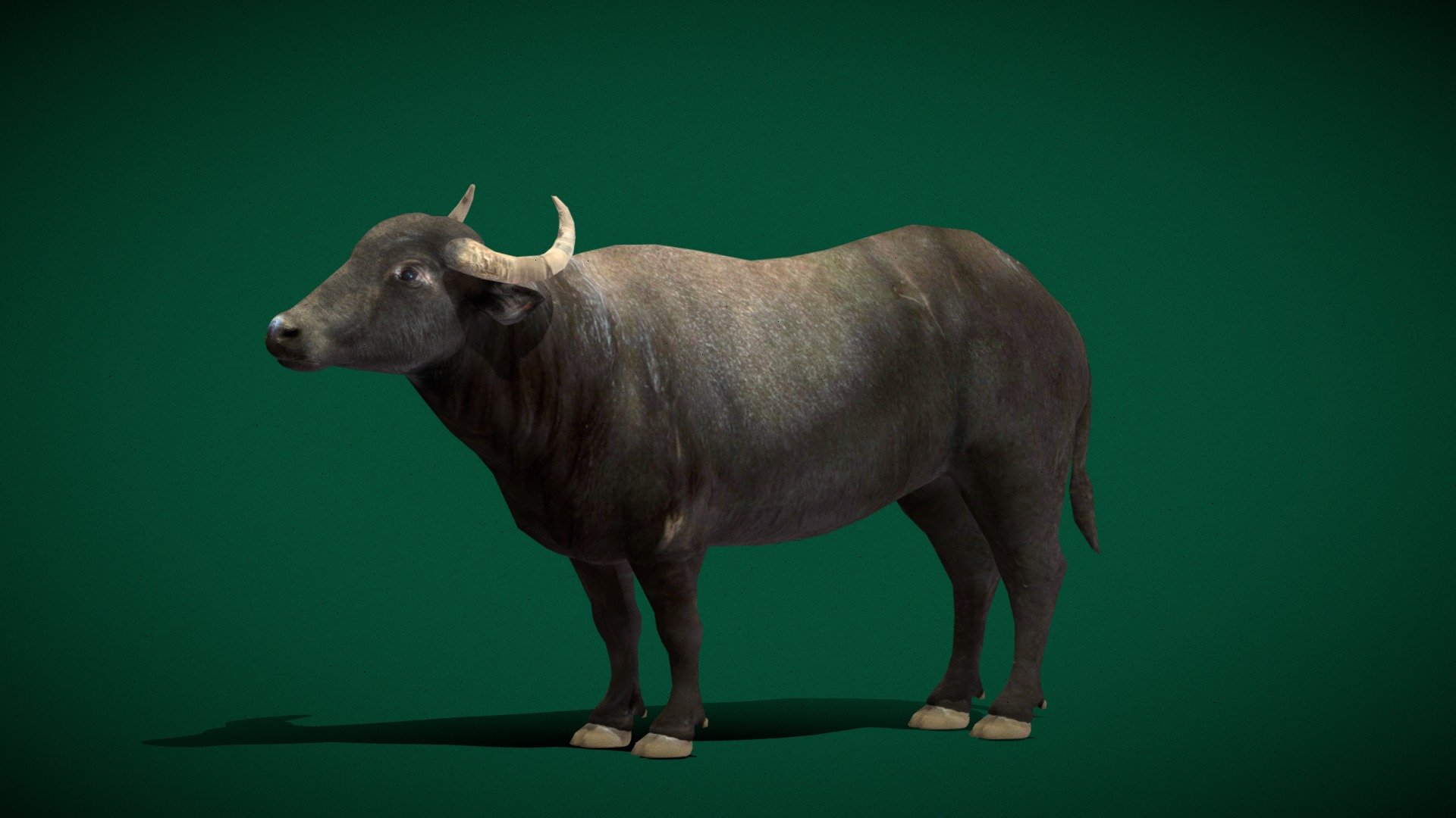 

Bubalus bubalis (Asian Buffalo)

Domestic water buffalo Male   (Low poly)

1 Draw Calls

Single Animations

4K PBR Textures Material

Unreal FBX

Unity FBX  

Blend File 

USDZ File (AR Ready). Real Scale Dimension

Textures Files

GLB File

Gltf File ( Spark AR, Lens Studio(SnapChat) , Effector(Tiktok) , Spline, Play Canvas ) Compatible

Triangles: 6132
Vertices: 3085
 Diffuse , Metallic, Roughness , Normal Map ,Specular Map,AO
 
The water buffalo, also called the domestic water buffalo or Asian water buffalo, is a large bovid originating in the Indian subcontinent and Southeast Asia. Today, it is also found in Italy, the Balkans, Australia, North America, South America and some African countries. Wikipedia
Scientific name: Bubalus_bubalis