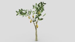 Cacao Tree(Yellow Fruit)- 01 cacao-tree, 3d-cacaotree, lowpoly-cacao, 3d-lowpoly-cacao, cocoatree