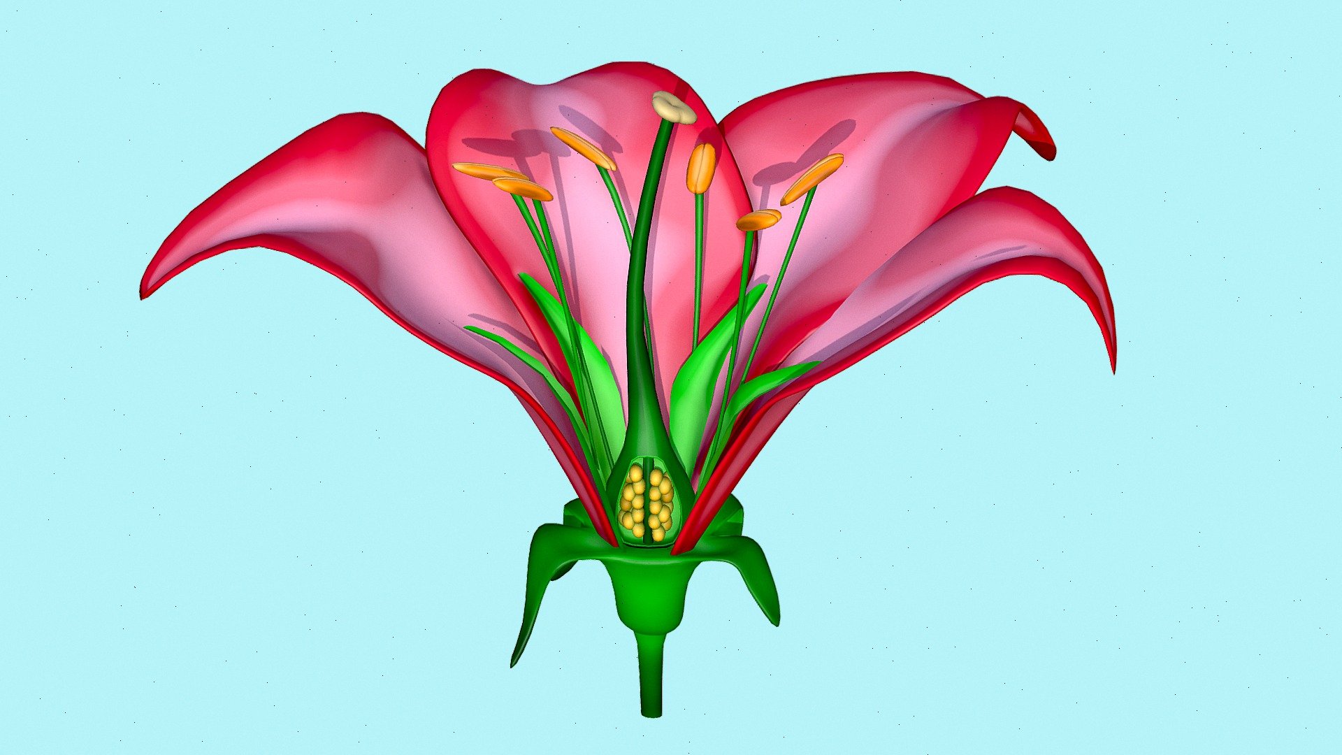 The morphology of a flower, or its form and structure, can be considered in two parts: the vegetative part, consisting of non-reproductive structures such as petals; and the reproductive or sexual parts. A stereotypical flower is made up of four kinds of structures attached to the tip of a short stalk or axis, called a receptacle. Each of these parts or floral organs is arranged in a spiral called a whorl. The four main whorls (starting from the base of the flower or lowest node and working upwards) are the calyx, corolla, androecium, and gynoecium. Together the calyx and corolla make up the non-reproductive part of the flower called the perianth, and in some cases may not be differentiated. If this is the case, then they are described as tepals.