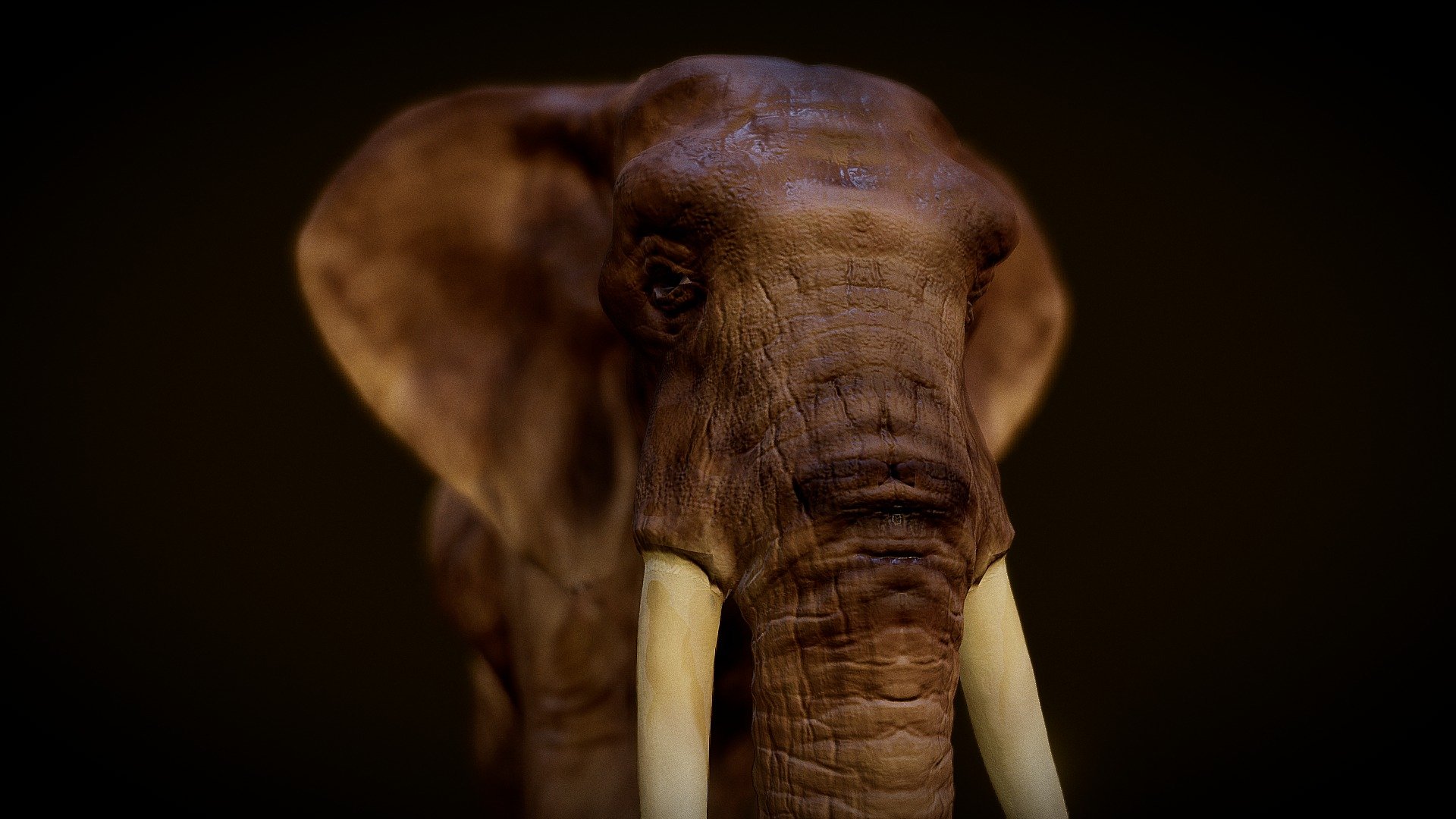 This model of an African Bush Elephant is more than 4 years old. You can see the first version of it here: https://sketchfab.com/models/nbHrGAzBh1SktiN4DnpXFDykZcv

At the time I was pleased with it, but I had trouble with the posture and I wasn't that skilled yet to get the polygons to an acceptable level. The last week I have been working on it again, one of the advantages of working in digital 3d. I changed a lot of things in posture, sizes and shape, most of them subtle but more in line with what an African Elephant looks like. 
This version of the model is an intermediate sized model. I could go down to the lowest polygon version, but I think this is a good compromize between ease of use and actual details displayed.
And as you can see I used the posibilities of the viewer to give it a look and feel that matches the grandeur of a great African elephant bul.

P.S. The model has Dept of Field (DoF). If you click on a part of the elephant it will go into focus and the rest blurs. A nice touch I thought ;-)