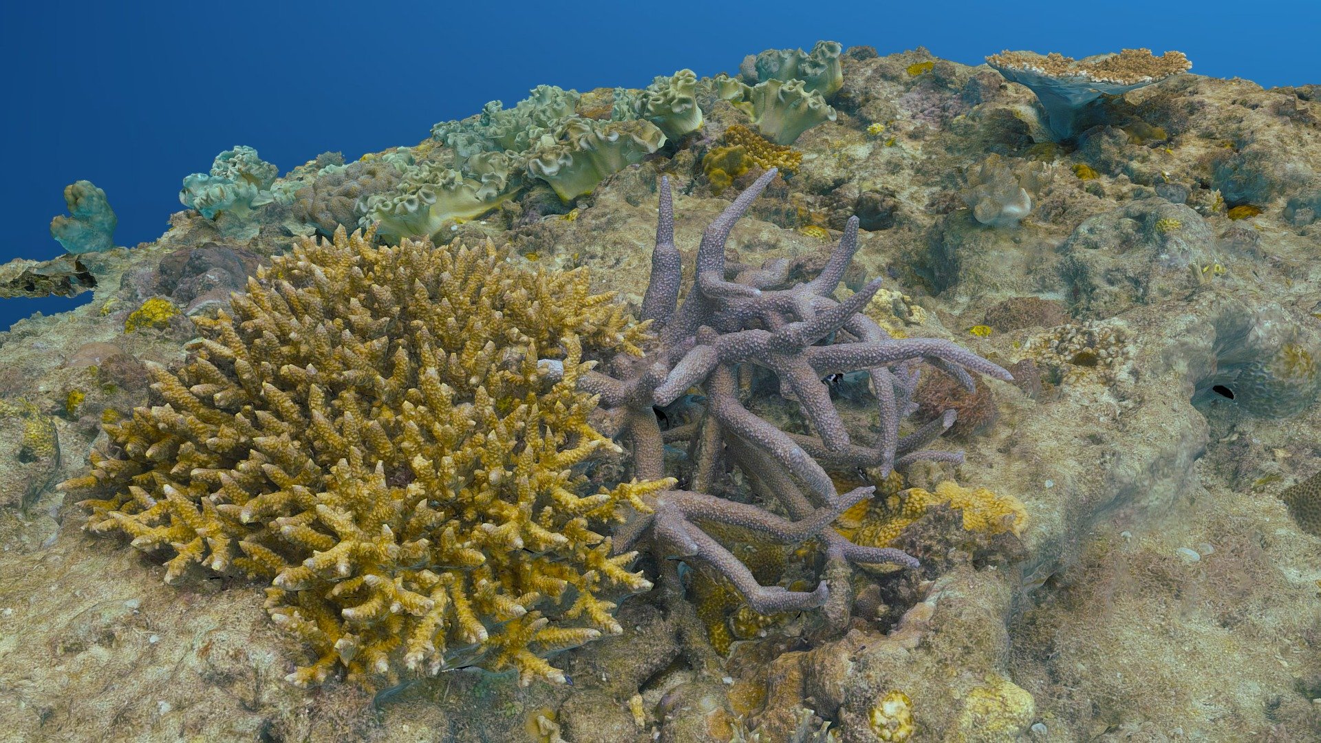 Some corals and aquatic animals
On 6/23/2021, These are the underwater creatures that live in the shallows, popular in Okinawa.

Found at a depth of about 3-4 meters at the Dive Site “Gorilla Chop”, Sakimotobu, Motobucho Kunigamigun, Okinawa, Japan

From 445 images of 60MP. This was taken underwater.


Processors



CPU: Core i7 6700K

64GB of RAM

GTX1080


Equipments



Camera: Sony α7R IV

Lens: Sony SEL1635GM

Underwater Housing: Sea&amp;Sea MDXL-α7IV and Optical Dome Port II 230
