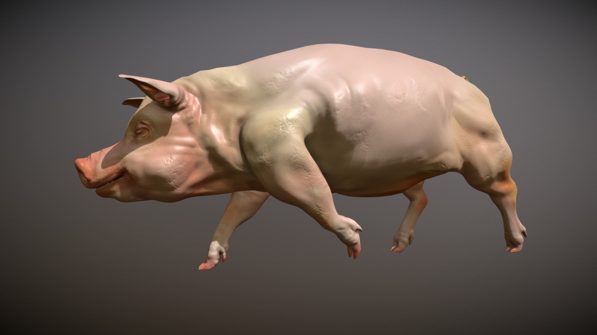 3d model of Pig rigged created in Blender 2.79. Pig model without fur, it has PBR material with high resolution textures.
Eyeballs, teeth, tongue and gum are included and modeled separately.

Model is rigged and animated.

This asset comes fully rigged and animated.
One animation set have been included in frames 1-30 and is defined below:
1) Pig_Walk (1-30)