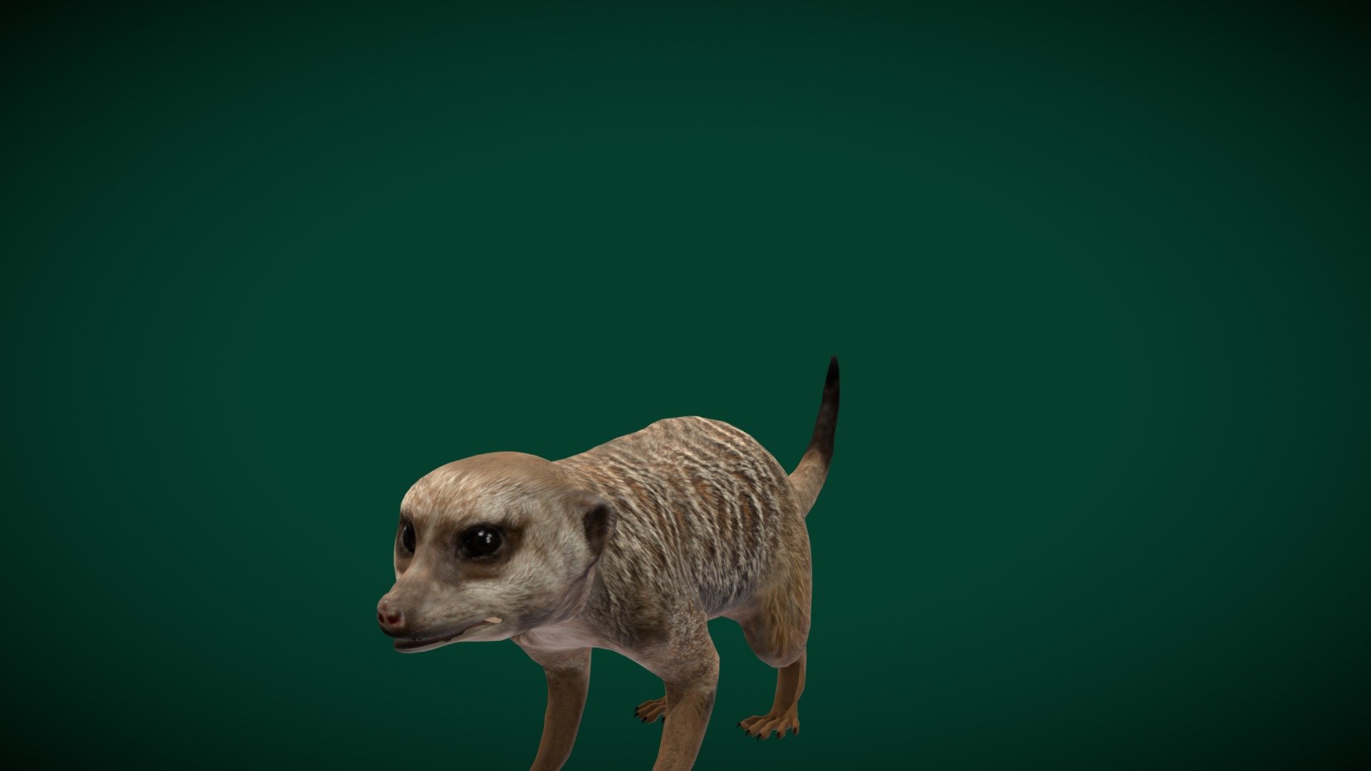 

Slender-tailed meerkat(small mongoose ) Miller Park Zoo

Suricata suricatta Animal Mammal(Animalia) southern Africa

1 Draw Calls

Game Ready Asset

Subdivision Surface Ready

Single- Animations

4K PBR Textures Material

Unreal FBX (Unreal 4,5 Plus)

Unity FBX

Blend File 3.6.5 LTS

USDZ File (AR Ready). Real Scale Dimension (Xcode ,Reality Composer, Keynote Ready)

Textures Files

GLB File (Unreal 5.1 Plus Native Support)


Gltf File ( Spark AR, Lens Studio(SnapChat) , Effector(Tiktok) , Spline, Play Canvas,Omiverse ) Compatible




Triangles -17463  



Faces -9243

Edges -17989

Vertices -8800

Diffuse, Metallic, Roughness , Normal Map ,Specular Map,AO

A slender-tailed meerkat (Suricata suricatta) at the Miller Park Zoo.
The meerkat or suricate is a small mongoose found in southern Africa. characterised by a broad head, large eyes, a pointed snout, long legs, a thin tapering tail, a brindled coat pattern. head-and-body length is around 24–35 cm, the weight is  between 0.62 and 0.97 kg.