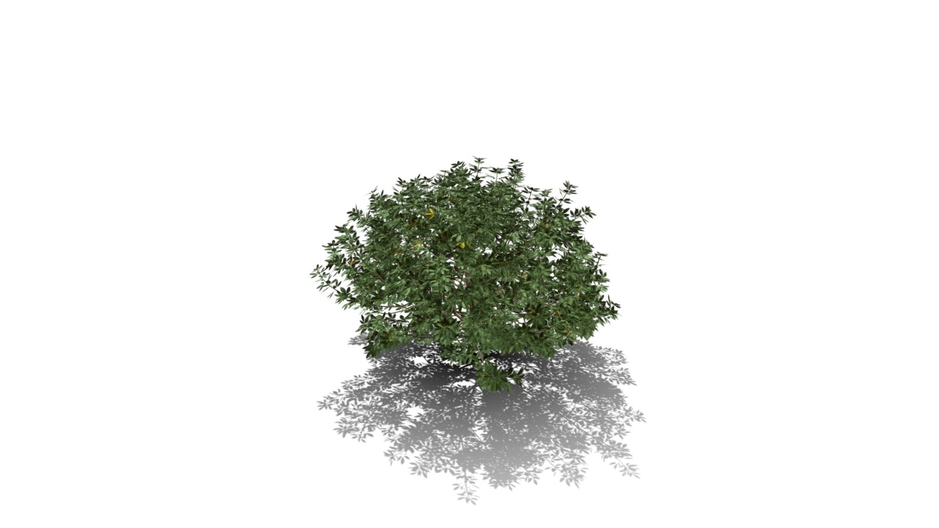 Model specs:





Species Latin name: Choisya ternata




Species Common name: Mexican orange blossom




Preset name: Standard winter mat 100




Maturity stage: Old




Health stage: Thriving




Season stage: Winter




Leaves count: 3672




Height: 1.4 meters




LODs included: Yes




Mesh type: static




Vertex colors: (R) Material blending, (A) Ambient occlusion



Better used for Hi Poly workflows!

Species description:





Region: North America




Biomes: Savana




Climatic Zones: Warm temperate,Mediterranean,Subtropical,Tropical




Plant type: Bush



This PlantCatalog mesh was exported at 40% of its maximum mesh resolution. With the full PlantCatalog, customize hundreds of procedural models + apply wind animations + convert to native shaders and a lot more: https://info.e-onsoftware.com/plantcatalog/