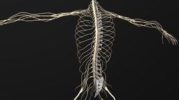 central nervous system anatomy, spine, nerve, meridian, substancepainter, substance, medical